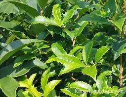 We are a locally, family owned business that appreciates your business! Evergreen Shrubs Georgia Southern Gardens Kinsey Family Farm