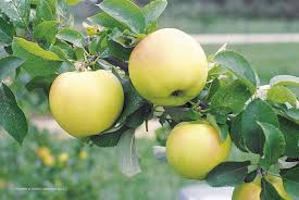 apple pristine summer ripening good for sauce like lodi but better for out of hand eating edible landscaping fruit trees apple