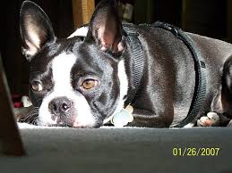 Boston Terrier Puppies - Petland Fort Walton Beach, Fl