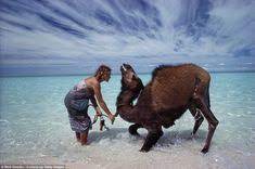 1600 x 960 jpeg 197 кб. 33 Robyn Davidson S Tracks Ideas Robyn Davidson Epic Journey Track