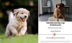 How old your dog REALLY is: Calculator reveals your pet's 'true age' - as  experts say multiplying 'human years' by seven is a myth | Daily Mail Online