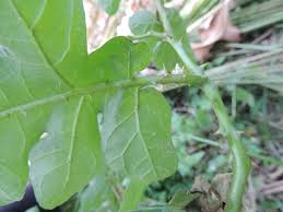 Image result for Solanum richardii