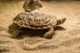 Image result for Oreosyce africana