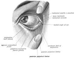Image result for Conjunctivitis Resources