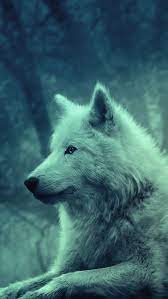 wolf wallpaper for iphone 72 images wolf wallpaper wild animal wallpaper animals