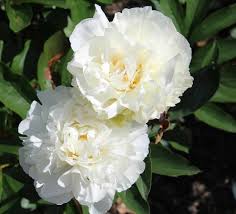 Check spelling or type a new query. Kelway S Glorious White Double Peony Paeonia Lactiflora Kelways Paeonia Lactiflora Peonies Herbaceous Perennials