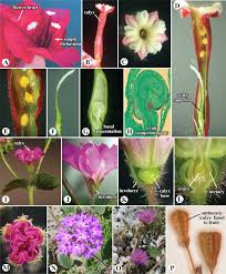 Image result for Macrotyloma tenuiflorum