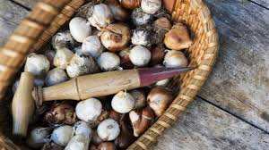 How to identify different flower bulbs. Plant Bulbs Now To Nourish Bees And Bring Spring Joy