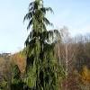 The bald cypress is native to the southern states of the usa, mexico and guatemala. Https Encrypted Tbn0 Gstatic Com Images Q Tbn And9gctpppr1q7hdwhstanpneczi8gfd Hgzori6et1idlijjdohvtic Usqp Cau