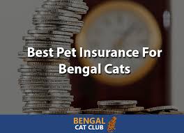 There are ways to find cheaper coverage, though. Best Pet Insurance For Bengal Cats 2021