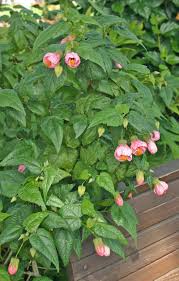 Image result for Abutilon angulatum