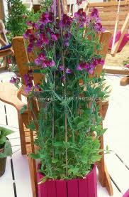 May 18, 2021 · flowering vines add color and texture to overlooked parts of your garden and provide privacy and screening. Lathyrus Odoratus Cupani Sweet Peas In Matching Container On Deck Fragrant Annual Flowering Vine Flower Stock Photography Planting Flowers Flowering Vines