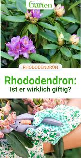 Der Rhododendron Ist Robust Pflegeleicht Und Begeistert Im Garten Mit Riesigen Bluten Die Pflanzen Haben Es Aber In Sich Und Gelten