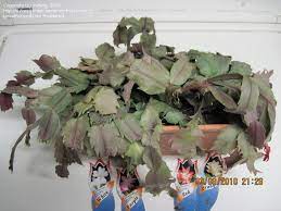 Your holiday cactus will survive if you don't prune it. Beginner Gardening Need Advice On Pruning A Sun Damaged Christmas Cactus 1 By Millwig