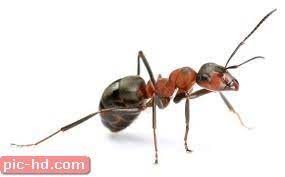 صور النمل معلومات عن النمل وطرق القضاء عليه insects arthropods animals
