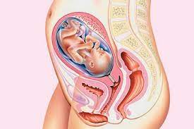 Toutes les dates clés de votre grossesse en un clic. 25eme Semaine De Grossesse