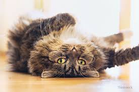 Oct 20, 2016 · cats are very skillful when they want to mask the signs of illness. Managing Treatment Of Diabetes Mellitus In Your Cat