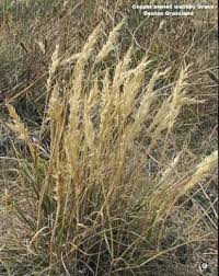 Image result for Rytidosperma davyi