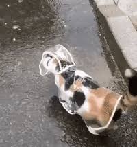 Check spelling or type a new query. Rainning Cats And Dogs Gifs Get The Best Gif On Giphy