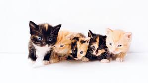5 super leuke konijne namen. Waarom Kijken Naar Schattige Dieren Goed Is Voor Je Gezondheid Linda Nl