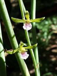 Image result for Eulophia