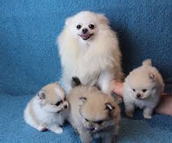 Pin By Barb Z On Animals Pomeranian Puppy For Sale Pomeranian Puppy Pomeranian Puppy Teacup