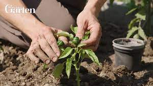 mmd model dl! yyb plaid miku. Paprika Tipps Zur Pflanzung Und Pflege Mein Schoner Garten