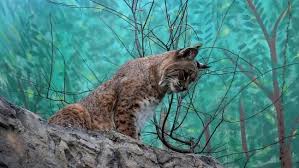 It went down in pender county last week, when a guy is getting ready to hop in his car. Dog Recovering After Bobcat Attack Helena Family Says Wbma