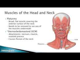 For more anatomy content please follow us and visit our website: Head And Neck Muscles Youtube