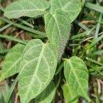 Image result for Rhynchosia usambarensis