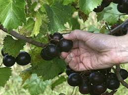 Seagrape is beautiful and tasty, but like our native mangrove, it is also protected. How To Grow Muscadine Grapes How Tos Diy