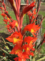 Image result for Gladiolus dalenii