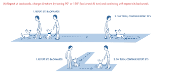 Reactive Dog Foundation Exercises For Your Leash Reactive