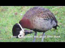 Small Brown Bird With White Ring Around Neck Duck Suffers With Plastic Ring Around Neck Wild Duck Duck Plastic Ring