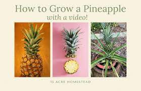 We did not find results for: How To Successfully Grow A Pineapple From A Store Bought Fruit 15 Acre Homestead