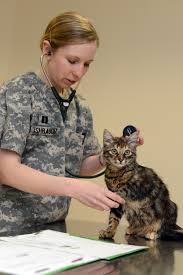 Why choose our veterinary family. Incirlik Veterinary Clinic Cares For Four Legged Friends Incirlik Air Base Display