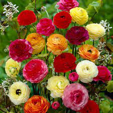 Ranunculus Mix Bulbs In 2020 Easy To Grow Bulbs Bulb Flowers Blooming Plants
