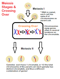 In Which Phase Of Meiosis Does Crossing Over Occur