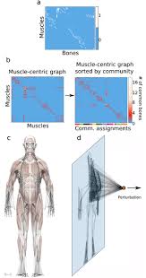 Print of foot flexed with bones and relevant muscle revealed. Structure Function And Control Of The Human Musculoskeletal Network