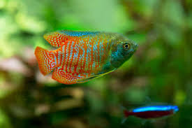 Fish That Can Live With Bettas (+ Tank Mates To Avoid)