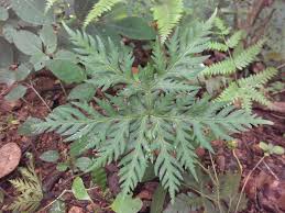 Image result for Pteris burtonii