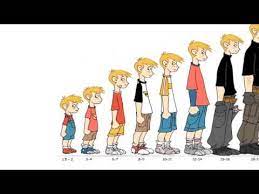Human Growth Facts : When Do You Stop Growing? - Youtube