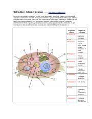 Cells Alive Animal Cell Only 1 Doc Cells Alive Internet Lesson Http Www Cellsalive Com Go To The Cell Models Screen Via The Link In The Left Margin Course Hero