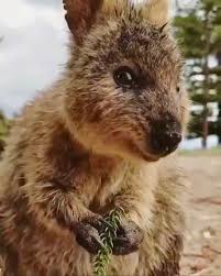 Quokaka Native Of Australia Endangered Animals Quokka Little Critter
