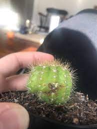 See what the newest ones are by reading this. Cactus With Brown And White Spots What Is The Problem Gardening Landscaping Stack Exchange