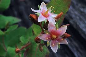 Image result for Trianthema mozambiquense