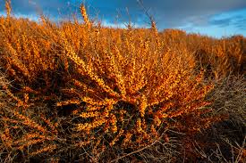 Image result for Hippocratea buchananii