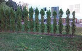 If you want to keep them away, then plant plants. How To Keep Deer Away Fairway Green Inc