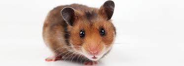 Essentially, hamsters need large unbroken spaces to move and live in. Hamster Supplies Habitat Accessories Petsmart
