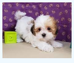 Your new best friend is just a hop, skip & jump away at petland dallas. 7 Magical Mind Tricks To Help You Declutter Havanese Puppies For Sale Dog Breed